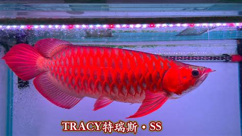 血紅龍魚價格|2018年龍魚品種和價格表